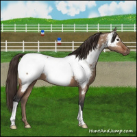 Horse Color:Bay Dun Appaloosa Brindle 
