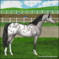 Horse Color:Platinum Brown Dun Appaloosa Brindle 