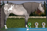 Horse Color:Platinum Bay Dun Appaloosa