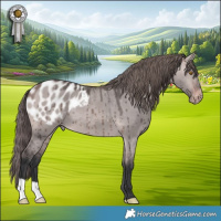 Horse Color:Platinum Bay Dun Appaloosa Brindle 