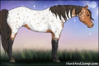 Horse Color:Bay Appaloosa 