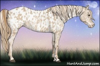 Horse Color:Red Dun Appaloosa  and Red Dun Appaloosa 