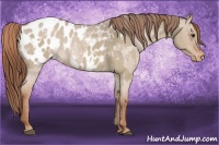 Horse Color:Red Dun Appaloosa  and Red Dun Roan Appaloosa 