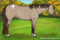 Horse Color:Liver Red Dun Appaloosa Brindle 