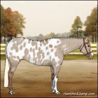 Horse Color:Liver Red Dun Mushroom Appaloosa Brindle