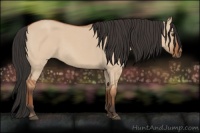 Horse Color:Bay Roan Dun 