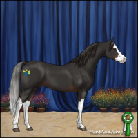 Horse Color:Liver Chestnut Splash 