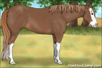 Horse Color:Chestnut Splash 