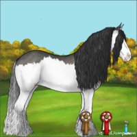 Horse Color:Grullo Splash Rabicano 