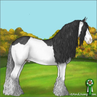 Horse Color:Black Splash Rabicano 