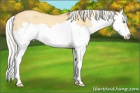 Horse Color:Silver Amber Cream Champagne Dun Splash Frame