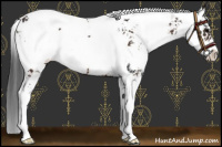 Horse Color:Bay Sabino Appaloosa