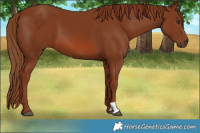 Horse Color:Chestnut 