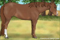 Horse Color:Chestnut 