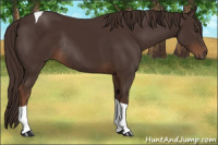 Horse Color:Liver Chestnut Tobiano Rabicano