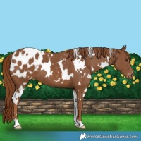 Horse Color:White Spotted Chestnut Blanket 