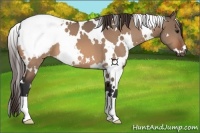 Horse Color:White Spotted Bay Dun Snowcap