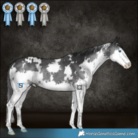 Horse Color:White Spotted Black Splash Rabicano 