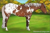 Horse Color:White Spotted Silver Bay Appaloosa 