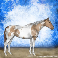 Horse Color:White Spotted Red Dun Tobiano 