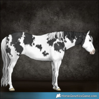 Horse Color:White Spotted Black Splash