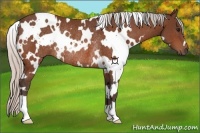 Horse Color:White Spotted Silver Bay Rabicano