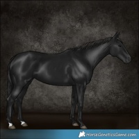 Horse Color:Gray Black 
