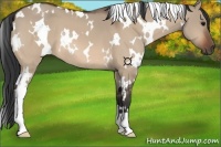 Horse Color:White Spotted Bay Dun