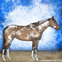 Horse Color:White Spotted Bay Dun Appaloosa