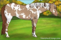 Horse Color:White Spotted Red Dun Appaloosa 