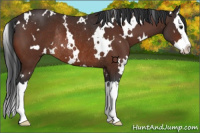 Horse Color:White Spotted Brown Splash Rabicano