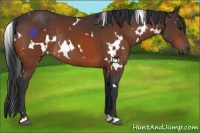 Horse Color:White Spotted Bay Rabicano