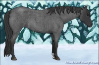 Horse Color:Blue Roan