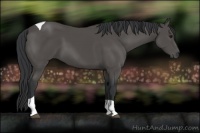 Horse Color:Black Tobiano 