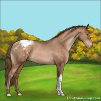 Horse Color:Brown Pearl Dun Appaloosa Brindle 
