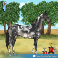 Horse Color:Gray White Spotted Black Tobiano 