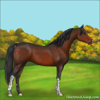 Horse Color:Brown 
