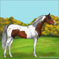 Horse Color:Brown Tobiano 
