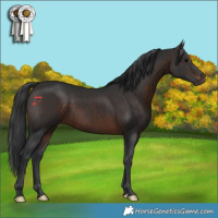 Horse Color:Brown 