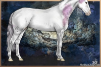 Horse Color:Watercolor White Spotted Classic Champagne Ice Onyx Splash Tobiano Frame 