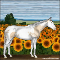 Horse Color:Gold Champagne Dun Splash Tobiano 