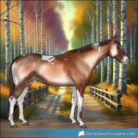 Horse Color:Red Onyx Tobiano 