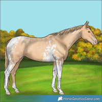 Horse Color:Gold Champagne Tobiano