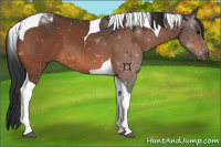 Horse Color:Bay Tobiano