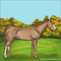 Horse Color:Chestnut Rabicano 