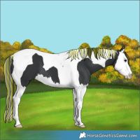 Horse Color:Painted Black Splash Tobiano 