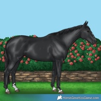 Horse Color:Black 