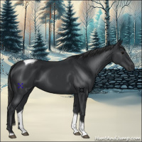 Horse Color:Black Tobiano 