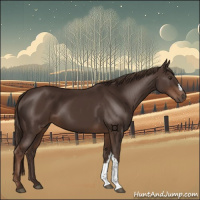Horse Color:Liver Chestnut 