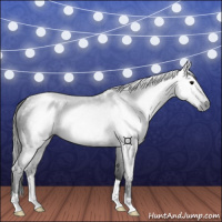 Horse Color:Gray Blue Roan 